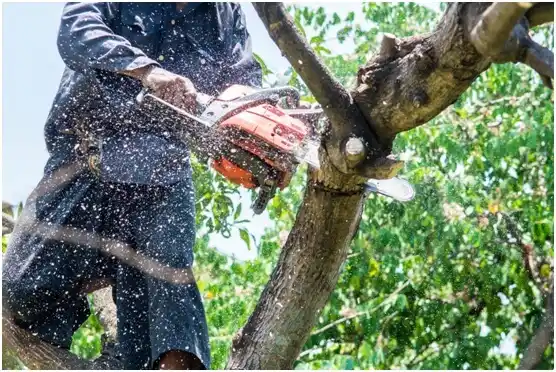 tree services Maine